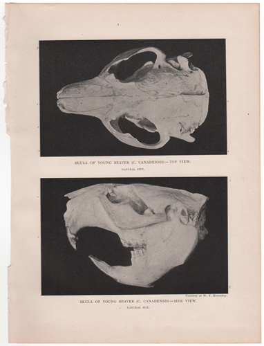 Skull of young beaver